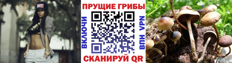 где купить наркотик  Кочубеевское  Псилоцибиновые грибы мухоморы 